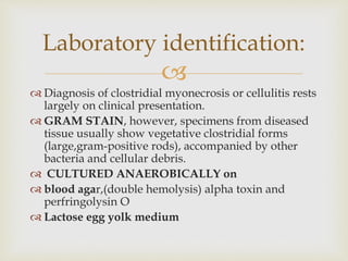 
 Diagnosis of clostridial myonecrosis or cellulitis rests
largely on clinical presentation.
 GRAM STAIN, however, specimens from diseased
tissue usually show vegetative clostridial forms
(large,gram-positive rods), accompanied by other
bacteria and cellular debris.
 CULTURED ANAEROBICALLY on
 blood agar,(double hemolysis) alpha toxin and
perfringolysin O
 Lactose egg yolk medium
Laboratory identification:
 