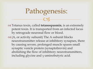 
 Tetanus toxin, called tetanospasmin, is an extremely
potent toxin. It is transported from an infected locus
by retrograde neuronal flow or blood.
 (A, or activity subunit) The A subunit blocks
neurotransmitter release at inhibitory synapses, there
by causing severe, prolonged muscle spasm small
synaptic vesicle protein (synaptobrevin) and
abolishing the flow of inhibitory neurotransmitters,
including glycine and γ-aminobutyric acid.
Pathogenesis:
 