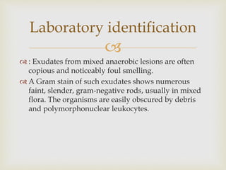 
 : Exudates from mixed anaerobic lesions are often
copious and noticeably foul smelling.
 A Gram stain of such exudates shows numerous
faint, slender, gram-negative rods, usually in mixed
flora. The organisms are easily obscured by debris
and polymorphonuclear leukocytes.
Laboratory identification
 