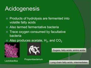 Acidogenesis
 Products of hydrolysis are fermented into
volatile fatty acids
 Also termed fermentative bacteria
 Trace ...
