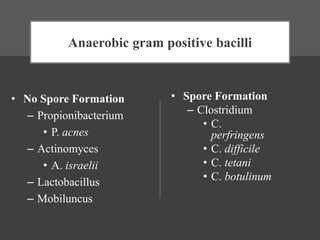 Anaerobic gram positive bacilli
• No Spore Formation
– Propionibacterium
• P. acnes
– Actinomyces
• A. israelii
– Lactobacillus
– Mobiluncus
• Spore Formation
– Clostridium
• C.
perfringens
• C. difficile
• C. tetani
• C. botulinum
 