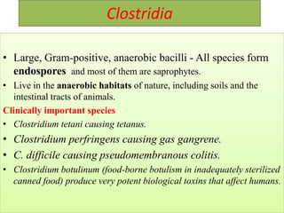 Clostridia
• Large, Gram-positive, anaerobic bacilli - All species form
endospores and most of them are saprophytes.
• Live in the anaerobic habitats of nature, including soils and the
intestinal tracts of animals.
Clinically important species
• Clostridium tetani causing tetanus.
• Clostridium perfringens causing gas gangrene.
• C. difficile causing pseudomembranous colitis.
• Clostridium botulinum (food-borne botulism in inadequately sterilized
canned food) produce very potent biological toxins that affect humans.
 