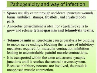 Pathogenicity and way of infection
• Spores usually enter through accidental puncture wounds,
burns, umbilical stumps, frostbite, and crushed body
parts.
• Anaerobic environment is ideal for vegetative cells to
grow and release tetanospasmin and tetanolysin toxins.
• Tetanospasmin is neurotoxin causes paralysis by binding
to motor nerve endings; blocking the release of inhibitory
mediators required for muscular contraction inhibition
leading to uncontralable painful muscle contractions.
• It is transported within the axon and across synaptic
junctions until it reaches the central nervous system.
Because inhibitory neurons are involved, the result is
unopposed muscle contraction.
 