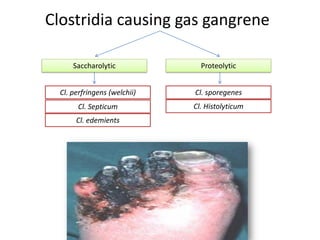 Clostridia causing gas gangrene
Saccharolytic Proteolytic
Cl. perfringens (welchii) Cl. sporegenes
Cl. Septicum Cl. Histolyticum
Cl. edemients
Breaks down
carbohydrates (use sugar
in the culture media)
Breaks down protein (use ptn
content in the culture media)
most common
and most
important
 