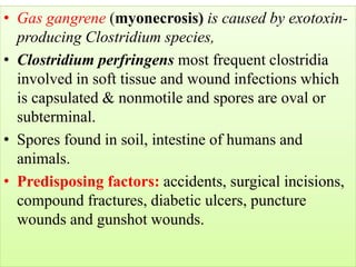 • Gas gangrene (myonecrosis) is caused by exotoxin-
producing Clostridium species,
• Clostridium perfringens most frequent clostridia
involved in soft tissue and wound infections which
is capsulated & nonmotile and spores are oval or
subterminal.
• Spores found in soil, intestine of humans and
animals.
• Predisposing factors: accidents, surgical incisions,
compound fractures, diabetic ulcers, puncture
wounds and gunshot wounds. how? imbalanced blood sugar level > Less
sensation in peripheral areas > Less blood supply >
Ulcer > Gas gangrene
 