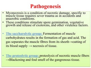 Pathogenesis
• Myonecrosis is a condition of necrotic damage, specific to
muscle tissue requires sever trauma as in accidents and
anaerobic conditions.
• These conditions stimulate spore germination, vegetative
growth and release of exotoxins, and other virulence factors.
• The saccharolytic group: Fermentation of muscle
carbohydrates results in the formation of gas and acid. The
gas separates the muscle fibres from its sheeth→cutting of
its blood supply → necrosis of tissue.
• The proteolytic group: proteolysis of necrotic muscle fibers
→Blackening and foul smell of the gangrenous tissue.
(associated with the break down of protein)
 