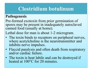 Clostridium botulinum
Pathogenesis
Pre-formed exotoxin from prior germination of
spores may be present in inadequately autoclaved
canned food (usually at home).
Lethal dose for man is about 1-2 microgram.
• The toxin binds to receptors on peripheral nerves,
where acetylcholine is the neurotransmitter and
inhibits nerve impulses.
• Flaccid paralysis and often death from respiratory
and/or cardiac failure.
• The toxin is heat labile and can be destroyed if
heated at 100°C for 20 minutes.
 