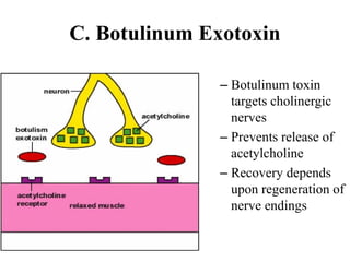 C. Botulinum Exotoxin
– Botulinum toxin
targets cholinergic
nerves
– Prevents release of
acetylcholine
– Recovery depends
upon regeneration of
nerve endings
 