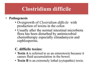 Clostridium difficile
• Pathogenesis
• Overgrowth of Clostridium difficile with
production of toxins in the colon
• Usually after the normal intestinal microbiota
flora has been disturbed by antimicrobial
chemotherapy especially clinadamycin and
cephlosporins.
C. difficile toxins:
• Toxin A is referred to as an enterotoxin because it
causes fluid accumulation in the bowel.
• Toxin B is an extremely lethal (cytopathic) toxin.
 