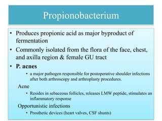 Propionobacterium
• Produces propionic acid as major byproduct of
fermentation
• Commonly isolated from the flora of the face, chest,
and axilla region & female GU tract
• P. acnes
• a major pathogen responsible for postoperative shoulder infections
after both arthroscopy and arthroplasty procedures.
Acne
• Resides in sebaceous follicles, releases LMW peptide, stimulates an
inflammatory response
Opportunistic infections
• Prosthetic devices (heart valves, CSF shunts)
 