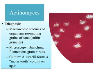 Actinomyces
• Diagnosis:
– Macroscopic colonies of
organisms resembling
grains of sand (sulfur
granules)
– Microscopy: Branching
filamentous gram + rods
– Culture: A. israelii forms a
“molar tooth” colony on
agar
 