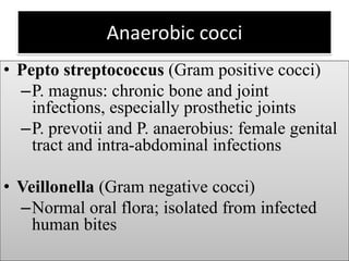 Anaerobic cocci
• Pepto streptococcus (Gram positive cocci)
–P. magnus: chronic bone and joint
infections, especially prosthetic joints
–P. prevotii and P. anaerobius: female genital
tract and intra-abdominal infections
• Veillonella (Gram negative cocci)
–Normal oral flora; isolated from infected
human bites
 