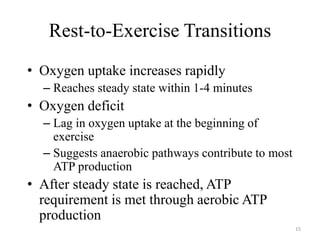 Rest-to-Exercise Transitions
• Oxygen uptake increases rapidly
– Reaches steady state within 1-4 minutes
• Oxygen deficit
– Lag in oxygen uptake at the beginning of
exercise
– Suggests anaerobic pathways contribute to most
ATP production
• After steady state is reached, ATP
requirement is met through aerobic ATP
production
15
 