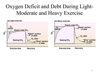 Oxygen Deficit and Debt During Light-
Moderate and Heavy Exercise
27
 