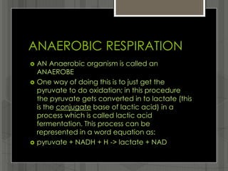 ANAEROBIC RESPIRATION
   AN Anaerobic organism is called an
    ANAEROBE
   One way of doing this is to just get the
    pyruvate to do oxidation; in this procedure
    the pyruvate gets converted in to lactate (this
    is the conjugate base of lactic acid) in a
    process which is called lactic acid
    fermentation. This process can be
    represented in a word equation as:
   pyruvate + NADH + H -> lactate + NAD
 