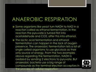 ANAEROBIC RESPIRATION
   Some organisms like yeast turn NADH to NAD in a
    reaction called as ethanol fermentation. In the
    reaction the pyruvate is turned first into
    acetaldehyde and CO2, after this into ethanol.
   The lactic acid fermentation and ethanol
    fermentation can happen in the lack of oxygen
    presence. The anaerobic fermentation lets a lot of
    single celled organisms to use glycolysis as their
    only source of energy. From the two examples
    above regarding the fermentation, NADH is
    oxidized by sending 2 electrons to pyruvate. But
    anaerobic bacteria use a big range of
    compounds as the terminal electron acceptors in
    the process of cellular respiration
 