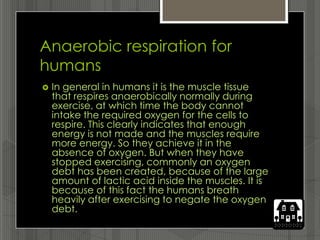 Anaerobic respiration for
humans
   In general in humans it is the muscle tissue
    that respires anaerobically normally during
    exercise, at which time the body cannot
    intake the required oxygen for the cells to
    respire. This clearly indicates that enough
    energy is not made and the muscles require
    more energy. So they achieve it in the
    absence of oxygen. But when they have
    stopped exercising, commonly an oxygen
    debt has been created, because of the large
    amount of lactic acid inside the muscles. It is
    because of this fact the humans breath
    heavily after exercising to negate the oxygen
    debt.
 