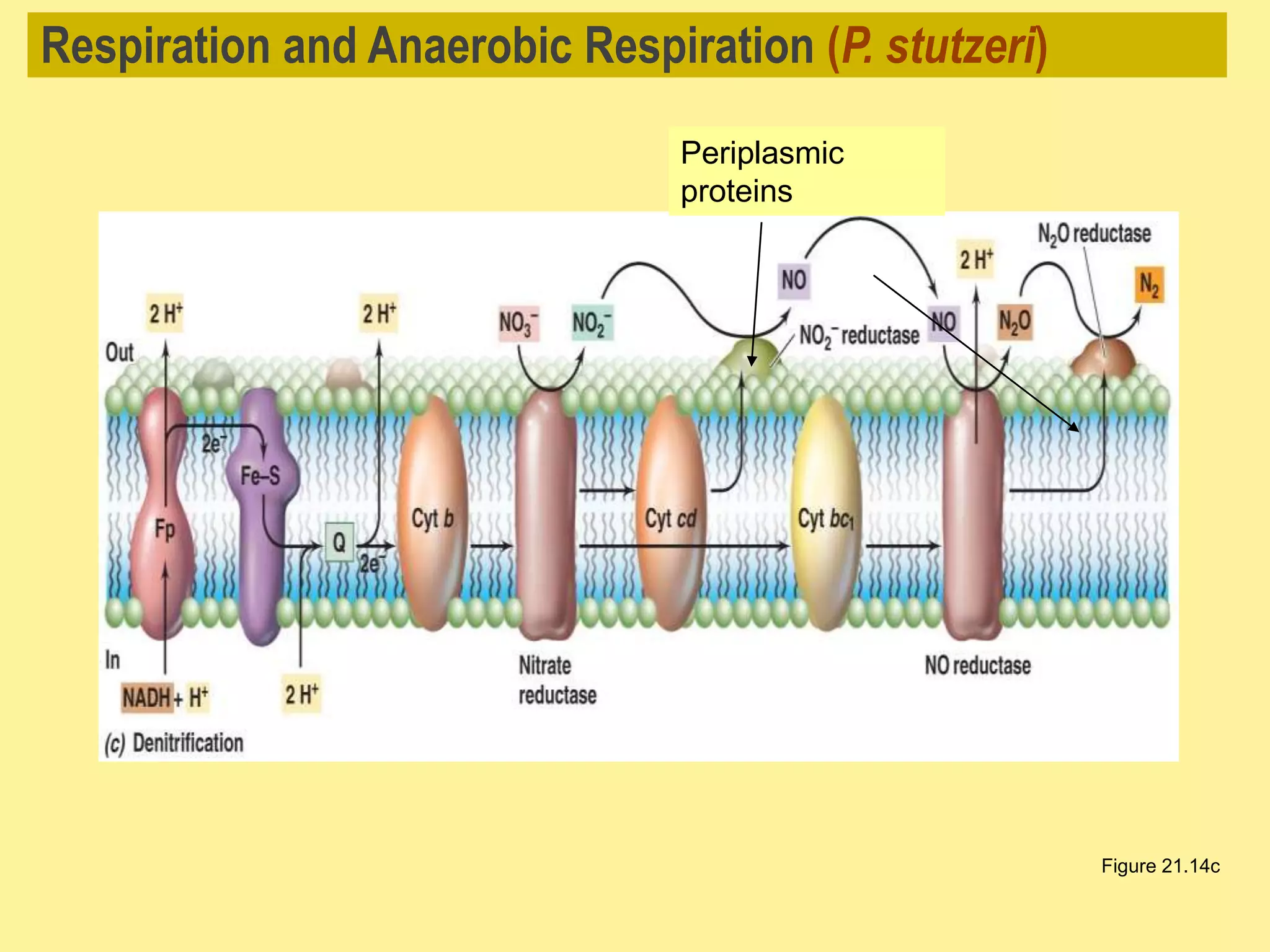 Respiration and Anaerobic Respiration (P. stutzeri)
Figure 21.14c
Periplasmic
proteins
 