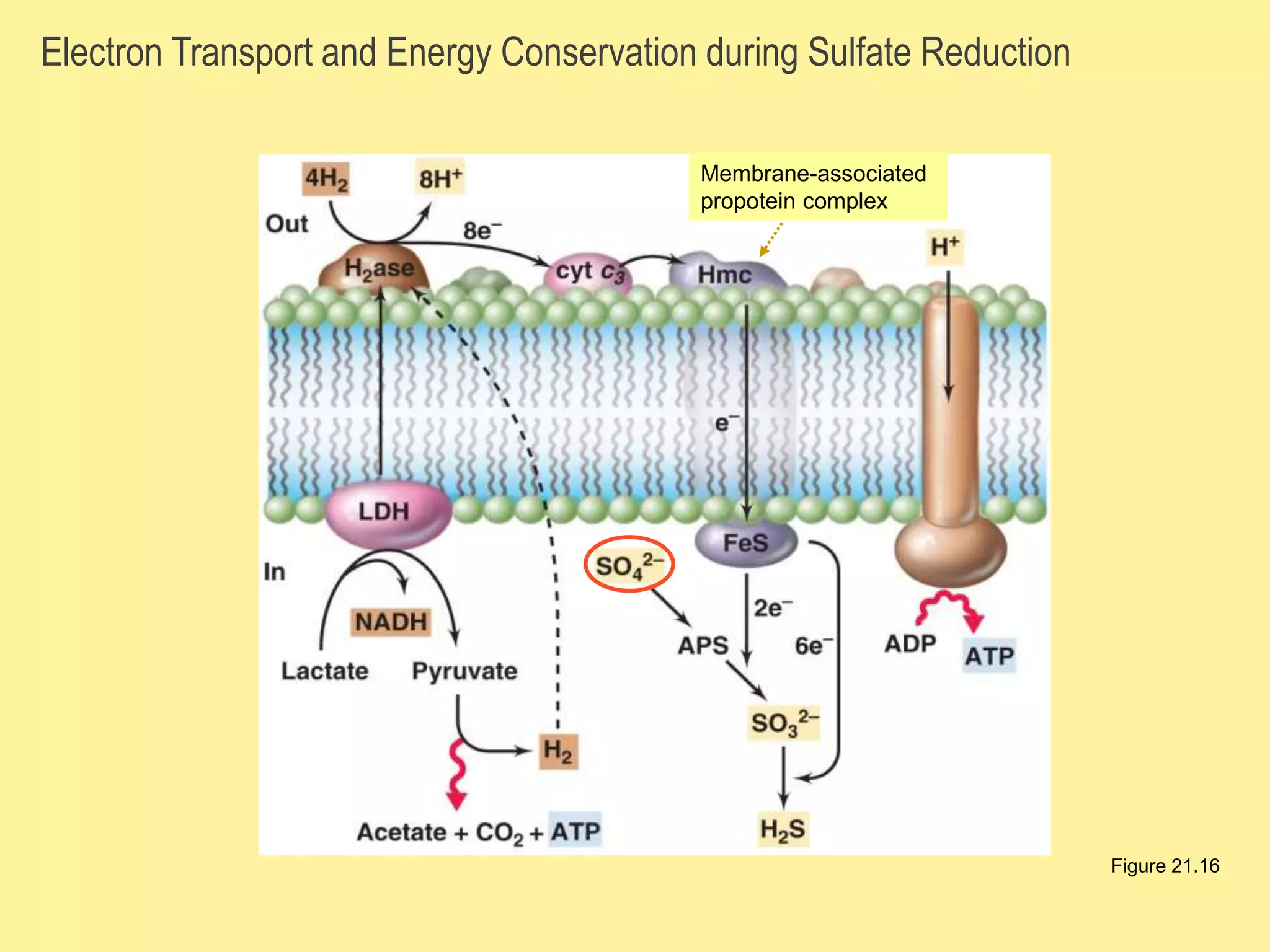 Electron Transport and Energy Conservation during Sulfate Reduction
Figure 21.16
Membrane-associated
propotein complex
 