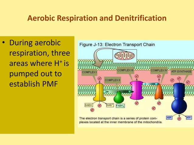 anaerobic respiration.ppt