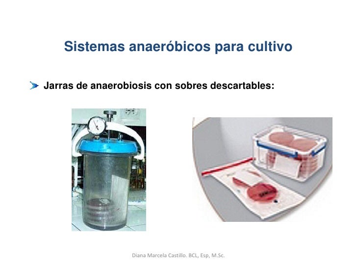 Microorganismos anaerobios. Diana Marcela Castillo. 2012