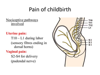 Pain of childbirth
Nociceptive pathways
involved
Uterine pain:
T10 – L1 during labor
(sensory fibres ending in
dorsal horns)
Vaginal pain:
S2-S4 for delivery
(pudendal nerve)
 