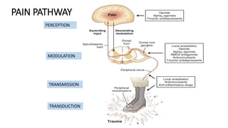 PAIN PATHWAY
TRANSDUCTION
TRANSMISSION
MODULATION
PERCEPTION
 