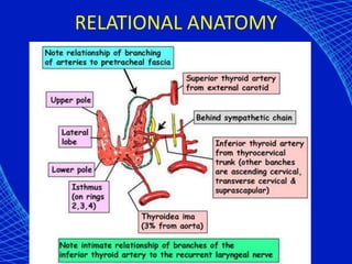 RELATIONAL ANATOMY
 