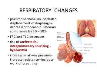 RESPIRATORY CHANGES
• pneumoperitoneum -cephalad
displacement of diaphragm -
decreased thoraco-pulmonary
compliance by 30 – 50%
• FRC and TLC decreases
• risk of atelectasis,
intrapulmonary shunting -
hypoxemia
• increase in airway pressure--
increase resistance--increase
work of breathing
 