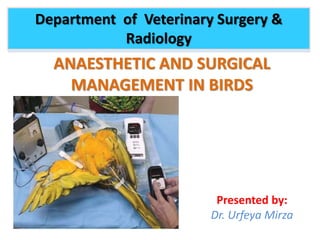 Presented by:
Dr. Urfeya Mirza
Department of Veterinary Surgery &
Radiology
ANAESTHETIC AND SURGICAL
MANAGEMENT IN BIRDS
 