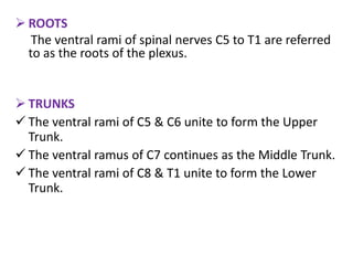  ROOTS
The ventral rami of spinal nerves C5 to T1 are referred
to as the roots of the plexus.
 TRUNKS
 The ventral rami of C5 & C6 unite to form the Upper
Trunk.
 The ventral ramus of C7 continues as the Middle Trunk.
 The ventral rami of C8 & T1 unite to form the Lower
Trunk.
 