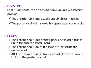  DIVISIONS
Each trunk splits into an anterior division and a posterior
division.
The anterior divisions usually supply flexor muscles
The posterior divisions usually supply extensor muscles.
 CORDS
The anterior divisions of the upper and middle trunks
unite to form the lateral cord.
The anterior division of the lower trunk forms the
medial cord.
All 3 posterior divisions from each of the 3 cords unite
to form the posterior cord.
 