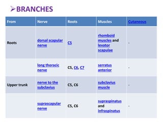 From Nerve Roots Muscles Cutaneous
Roots
dorsal scapular
nerve
C5
rhomboid
muscles and
levator
scapulae
-
long thoracic
nerve
C5, C6, C7
serratus
anterior
-
Upper trunk
nerve to the
subclavius
C5, C6
subclavius
muscle
-
suprascapular
nerve
C5, C6
supraspinatus
and
infraspinatus
-
BRANCHES
 