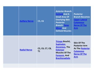 Axillary Nerve C5, C6
Anterior Branch:
Deltoid And A
Small Area Of
Overlying Skin
Posterior
Branch: Teres
Minor And
Deltoid Muscles
Posterior
Branch Becomes
Upper Lateral
Cutaneous
Nerve Of The
Arm
Radial Nerve
C5, C6, C7, C8,
T1
Triceps Brachii,
Supinator,
Anconeus, The
Extensor
Muscles Of The
Forearm, And
Brachioradialis
Skin Of The
Posterior Arm
As The Posterior
Cutaneous
Nerve Of The
Arm
 