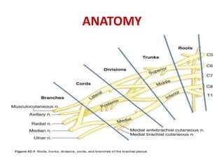 ANATOMY
 