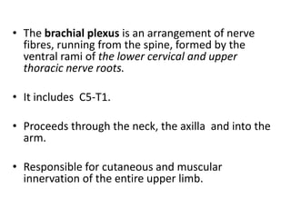 • The brachial plexus is an arrangement of nerve
fibres, running from the spine, formed by the
ventral rami of the lower cervical and upper
thoracic nerve roots.
• It includes C5-T1.
• Proceeds through the neck, the axilla and into the
arm.
• Responsible for cutaneous and muscular
innervation of the entire upper limb.
 