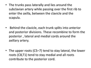 • The trunks pass laterally and lies around the
subclavian artery while passing over the first rib to
enter the axilla, between the clavicle and the
scapula.
• Behind the clavicle, each trunk splits into anterior
and posterior divisions. These recombine to form the
posterior , lateral and medial cords around the
axillary artery.
• The upper roots (C5–7) tend to stay lateral, the lower
roots (C8,T1) tend to stay medial and all roots
contribute to the posterior cord.
 