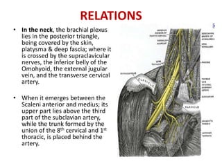 RELATIONS
• In the neck, the brachial plexus
lies in the posterior triangle,
being covered by the skin,
platysma & deep fascia; where it
is crossed by the supraclavicular
nerves, the inferior belly of the
Omohyoid, the external jugular
vein, and the transverse cervical
artery.
• When it emerges between the
Scaleni anterior and medius; its
upper part lies above the third
part of the subclavian artery,
while the trunk formed by the
union of the 8th cervical and 1st
thoracic, is placed behind the
artery.
 