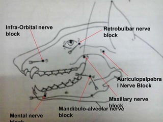 Auriculopalpebra
l Nerve Block
Retrobulbar nerve
block
Maxillary nerve
block
Mandibulo-alveolar nerve
block
Infra-Orbital nerve
block
Mental nerve
 