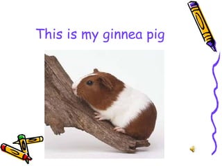 This is my ginnea pig
 