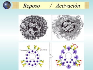 Reposo  /  Activación 