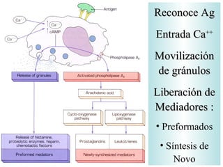 Reconoce Ag Entrada Ca ++ Movilización de gránulos Liberación de Mediadores : Preformados Síntesis de Novo 