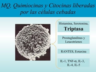 MQ, Quimiocinas y Citocinas liberadas por las células cebadas Histamina, Serotonina,  Triptasa Prostaglandinas y Leucotrienos RANTES, Eotaxina IL-1, TNF-  , IL-3,  IL-4, IL-5 
