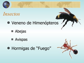 Insectos Veneno de Himenópteros Abejas Avispas Hormigas de “Fuego” 