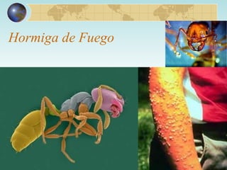 Hormiga de Fuego 