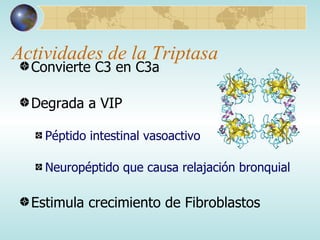 Actividades de la Triptasa Convierte C3 en C3a Degrada a VIP  Péptido intestinal vasoactivo  Neuropéptido que causa relajación bronquial Estimula crecimiento de Fibroblastos 