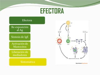 EFECTORA 