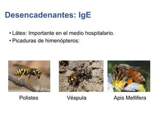 Desencadenantes: IgE
• Látex: Importante en el medio hospitalario.
• Picaduras de himenópteros:
Polistes Véspula Apis Mellifera
 