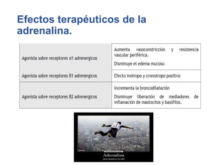 Efectos terapéuticos de la
adrenalina.
 