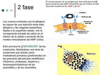 2 fase Los nuevos contactos con el alérgeno se siguen de una reacción entre este alérgeno y las reaginas especificas fijadas a la superficie celular, con la consiguiente entrada de calcio en el interior de la célula y aumento de los  niveles intracelulares de AMP cíclico. Esto provoca la  granulación  de los mastocitos, liberándose una serie de sustancias que actúan como mediadores primarios (preformados en los granulos) del proceso anafiláctico: Histamina, proteasas, heparina y factoresquimiotácticos de los eosinófilos y de los neutrófilos 